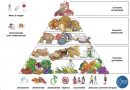 La Nuova Piramide alimentare, chiamata Mediterranea 