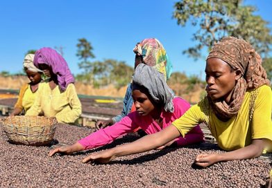 Dalla piantagione alla tazzina le donne sono una risorsa fondamentale per la crescita del settore caffeicolo.