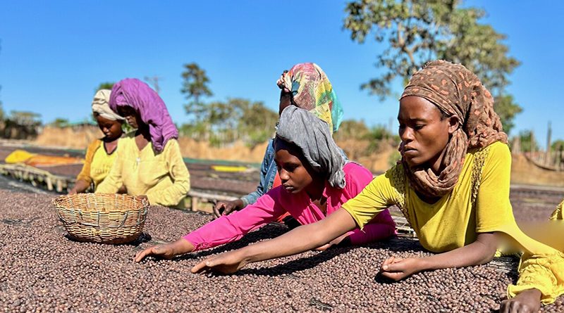 Dalla piantagione alla tazzina le donne sono una risorsa fondamentale per la crescita del settore caffeicolo.